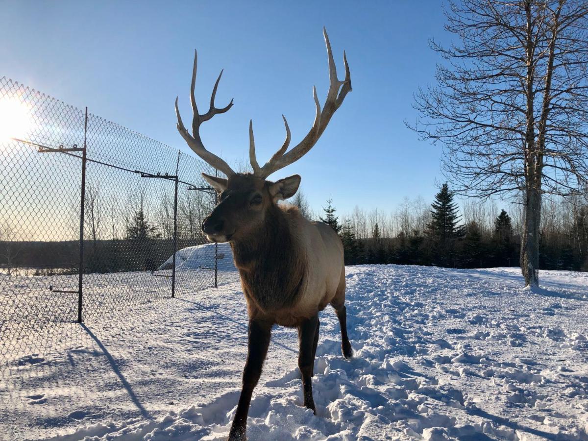 Le Chalet De Claude, Au Pied Des Monts-Valin Saint-David-de-Falardeau 外观 照片